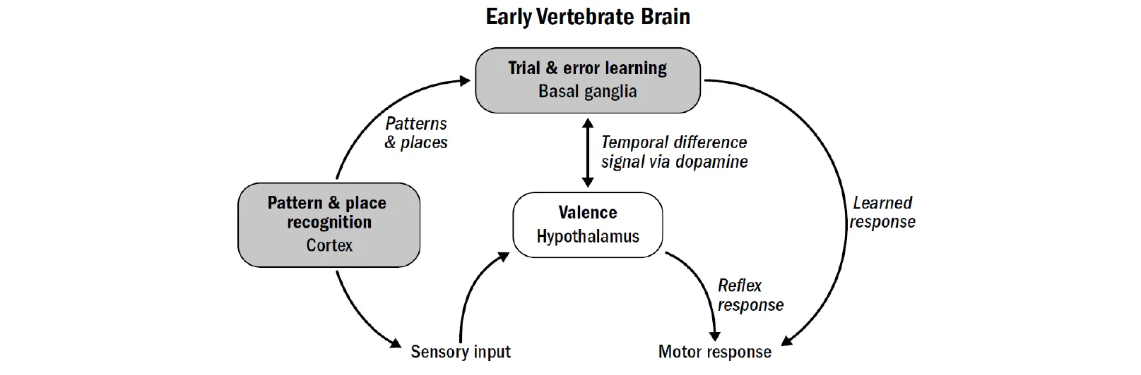 Vertebrate brain systems
