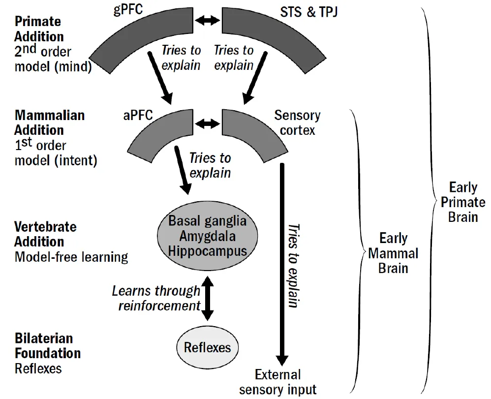 Mentalizing hierarchy